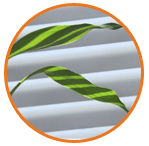 foglia